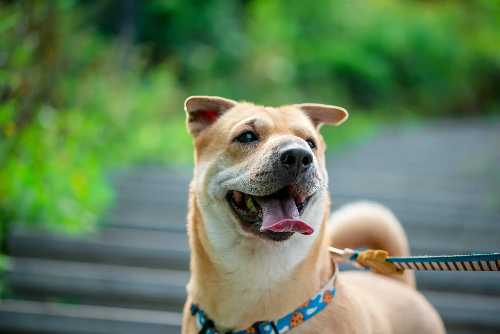aesthetic dog collars